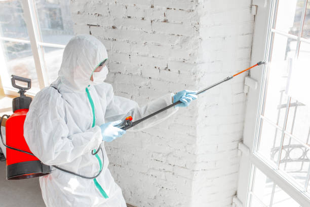 Why You Should Choose Our Mold Remediation Services in Tice, FL